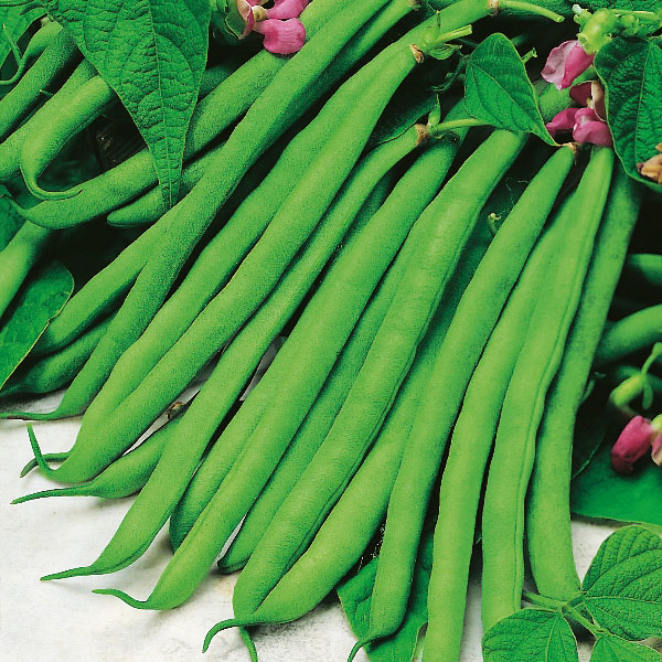 Dwarf French Bean Vegetable 10 Seeds Economy Tendergreen 
