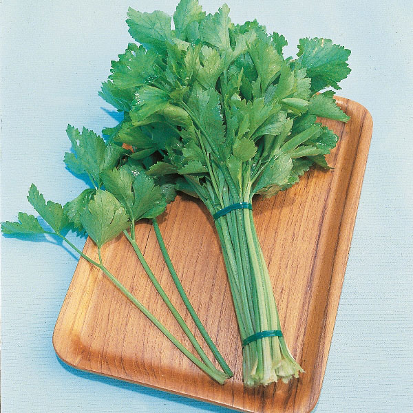 Chinese Celery  Kintsai