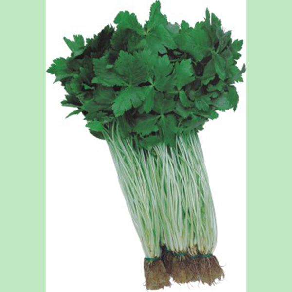 Vegetable Chinese Celery Kintsai Appx 300 seeds Oriental #5129#3