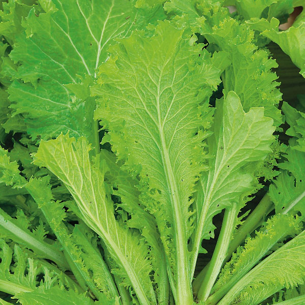 Mustard Greens  Southern Giant
