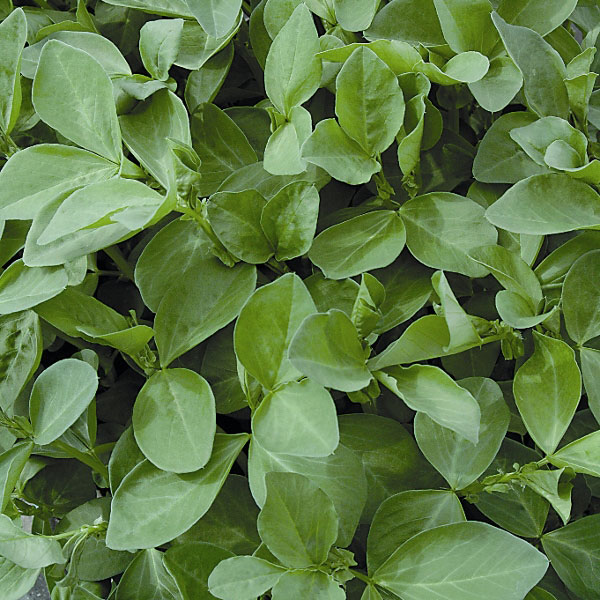 Green Manure   Field Beans   2.5kg for 125 sq.m