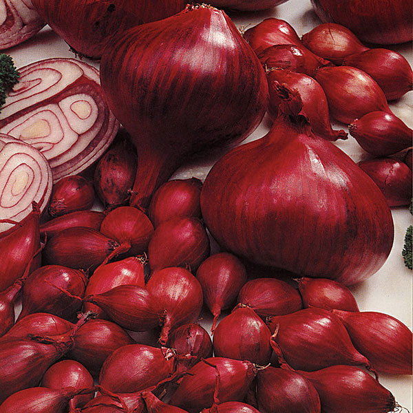 Onion Sets Red Electric   50 sets