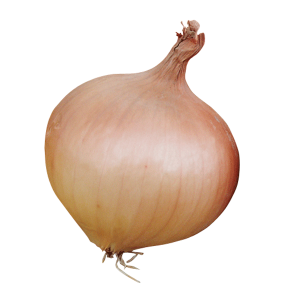 Onion Sets Rumba   500g net