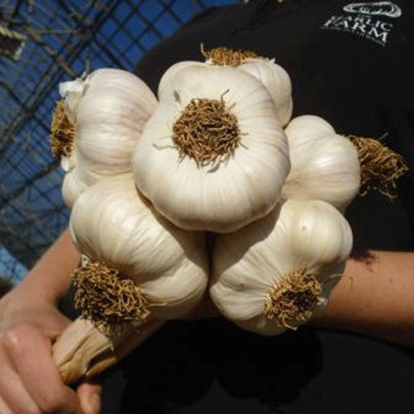 Garlic Solent Wight (Softneck) 2 Bulb Pack