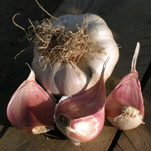 Garlic Picardy Wight   2 Bulb Pack