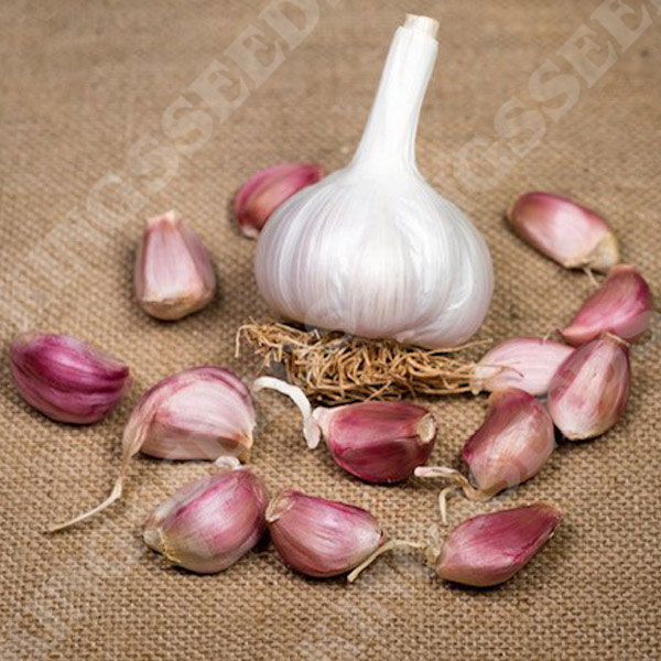 Garlic Carcassonne Wight (Hardneck) 2 Bulb Pack