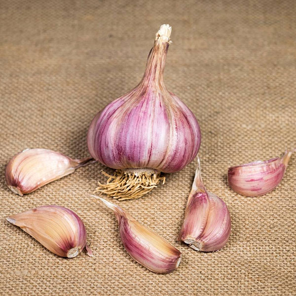 Garlic Caulk Wight (Hardneck) 2 Bulb Pack