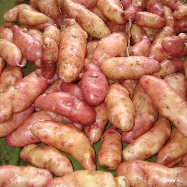 Potatoes Pink Fir Apple 2.5kg. DELIVERY FROM FEB 24