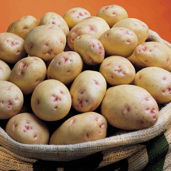 Potatoes Cara 2.5kg   Late Main