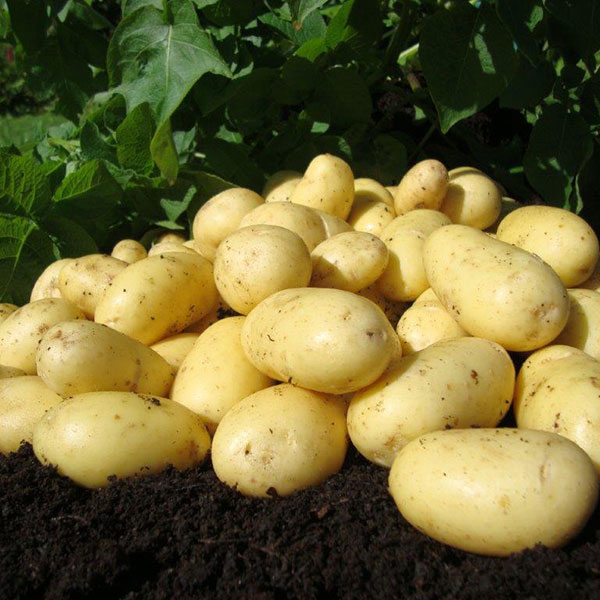 Potatoes Charlotte 2.5kg   Salad