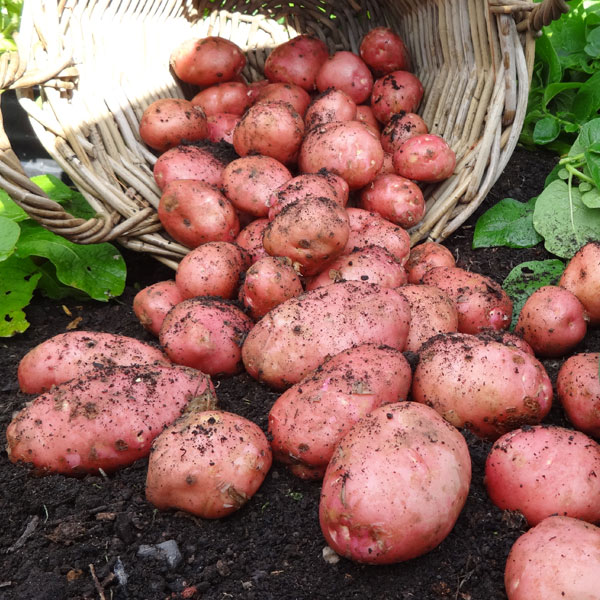 Potatoes Desiree 2.5kg   Early Main