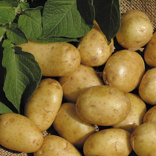 Potatoes Duke Of York 2.5kg   First Early