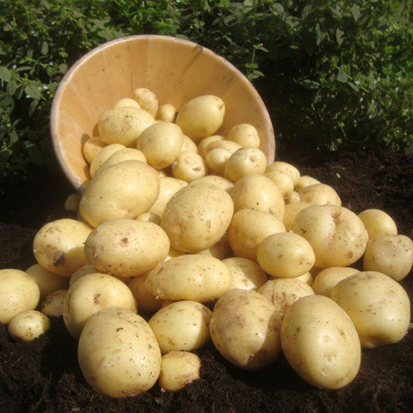 Potatoes Casablanca 2.5kg   First Early