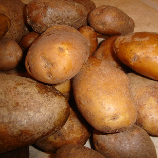 Potatoes Golden Wonder 2.5kg   Maincrop
