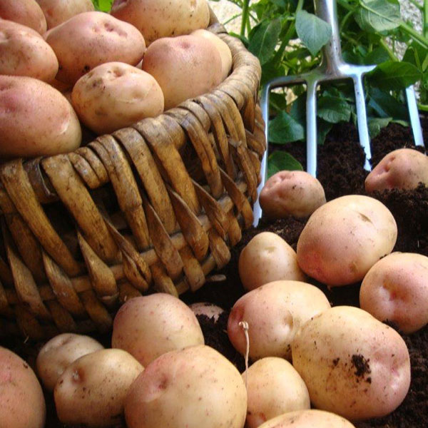 Potatoes Kerrs Pink 2.5kg   Late Main