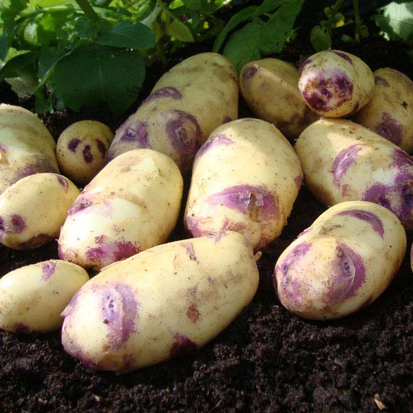 Potatoes Kestrel 2.5kg   Second Early