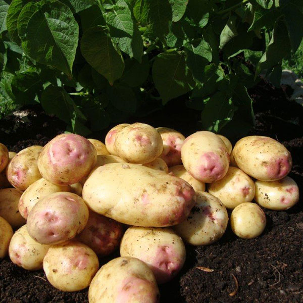 Potatoes King Edward 2.5kg   Early Main
