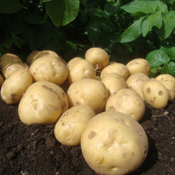 Potatoes Marfona 2.5kg   Second Early   DELIVERY FROM FEB 2023