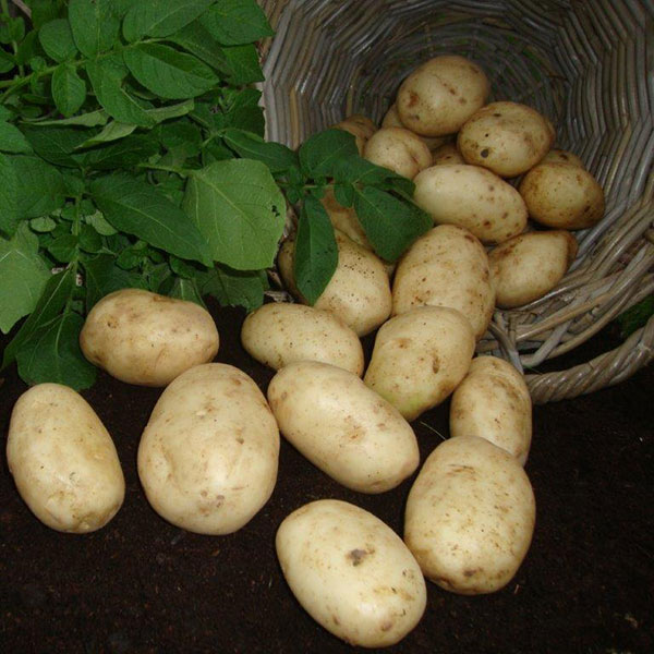 Potatoes Maris Bard 2.5kg   First Early