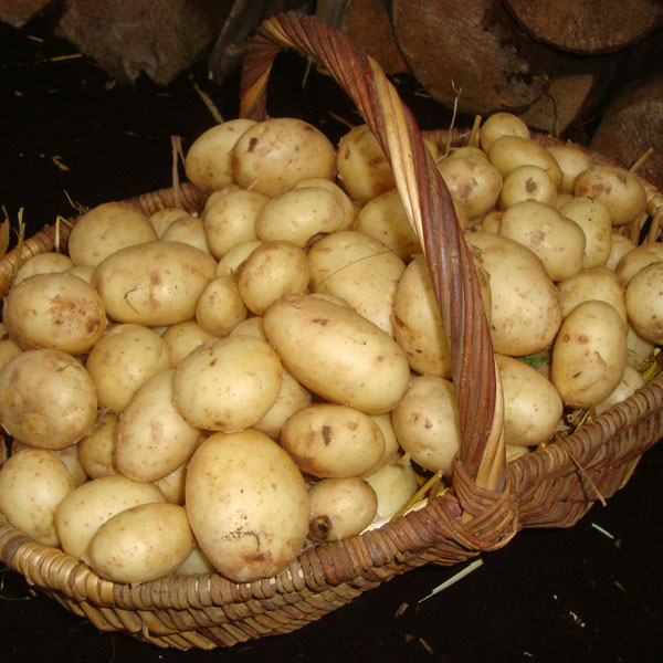Potatoes Maris Peer 2.5kg   Second Early
