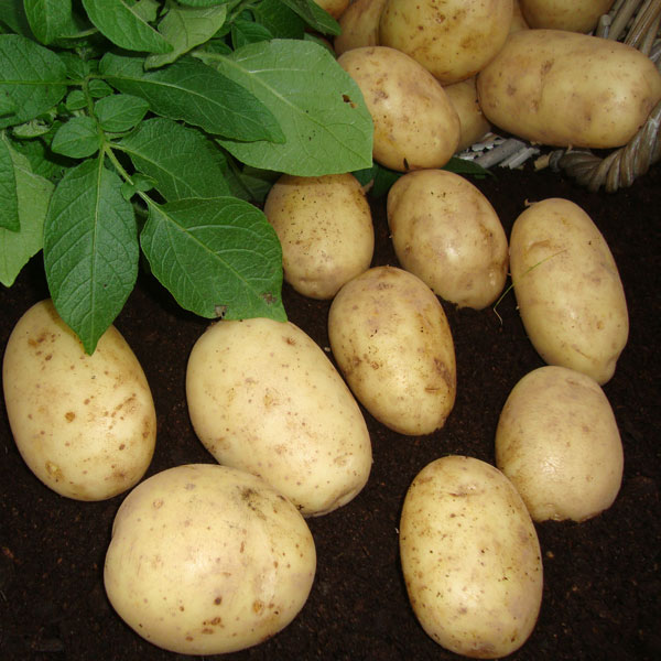 Potatoes Maris Piper 2.5kg   Early Main