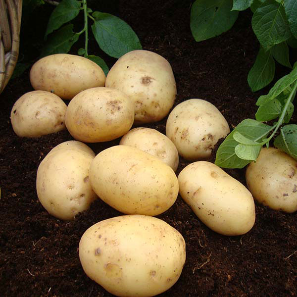 Potatoes Nadine 2.5kg   Second Early   DELIVERY FROM FEB 2023