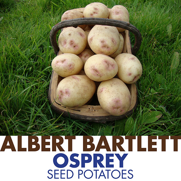 Potatoes Osprey 2kg   Second Early   DELIVERY FROM JANUARY 2023