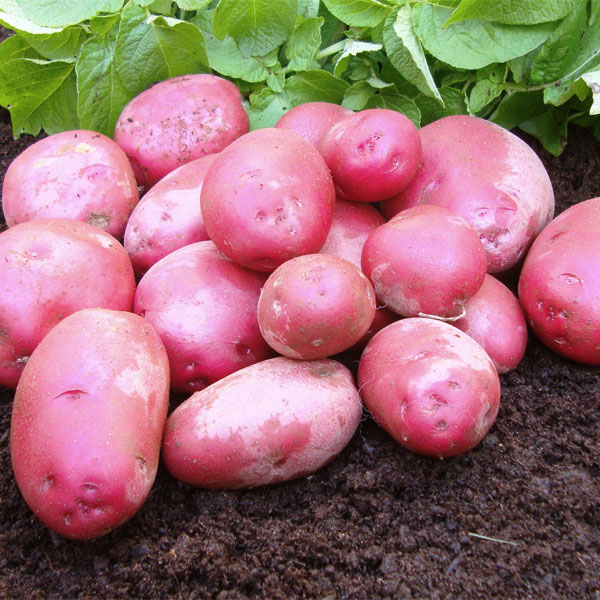 Potatoes Red Duke 2.5kg   First Early   DELIVERY JANUARY 2023