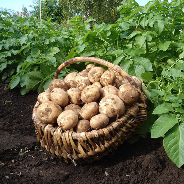 Potatoes Rocket 2.5kg   First Early   DELIVERY FROM JANUARY 2023