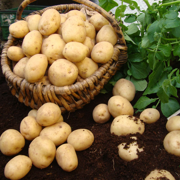 Potatoes Swift 2.5kg   1st Early. DELIVERY FROM FEB 24