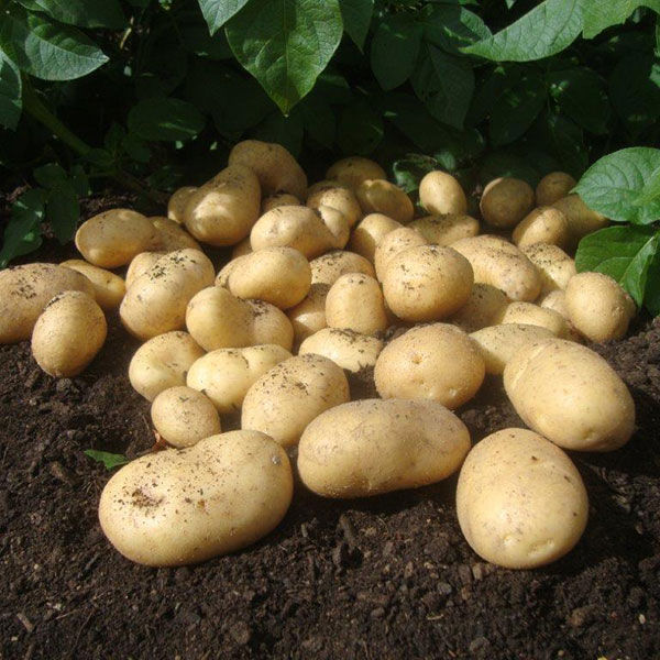 Potatoes Wilja 2.5kg   Second Early   DELIVERY FROM JANUARY 2023