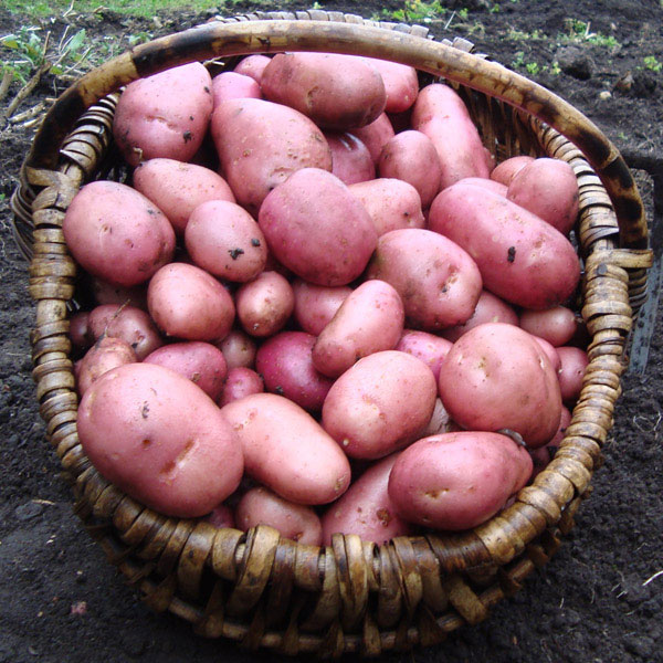 Potatoes Rooster 2kg   Early Main   DELIVERY FROM FEB 2023