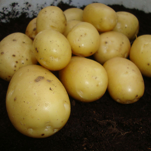 Potatoes Vivaldi 2kg   Second Early   DELIVERY FROM FEB 2023
