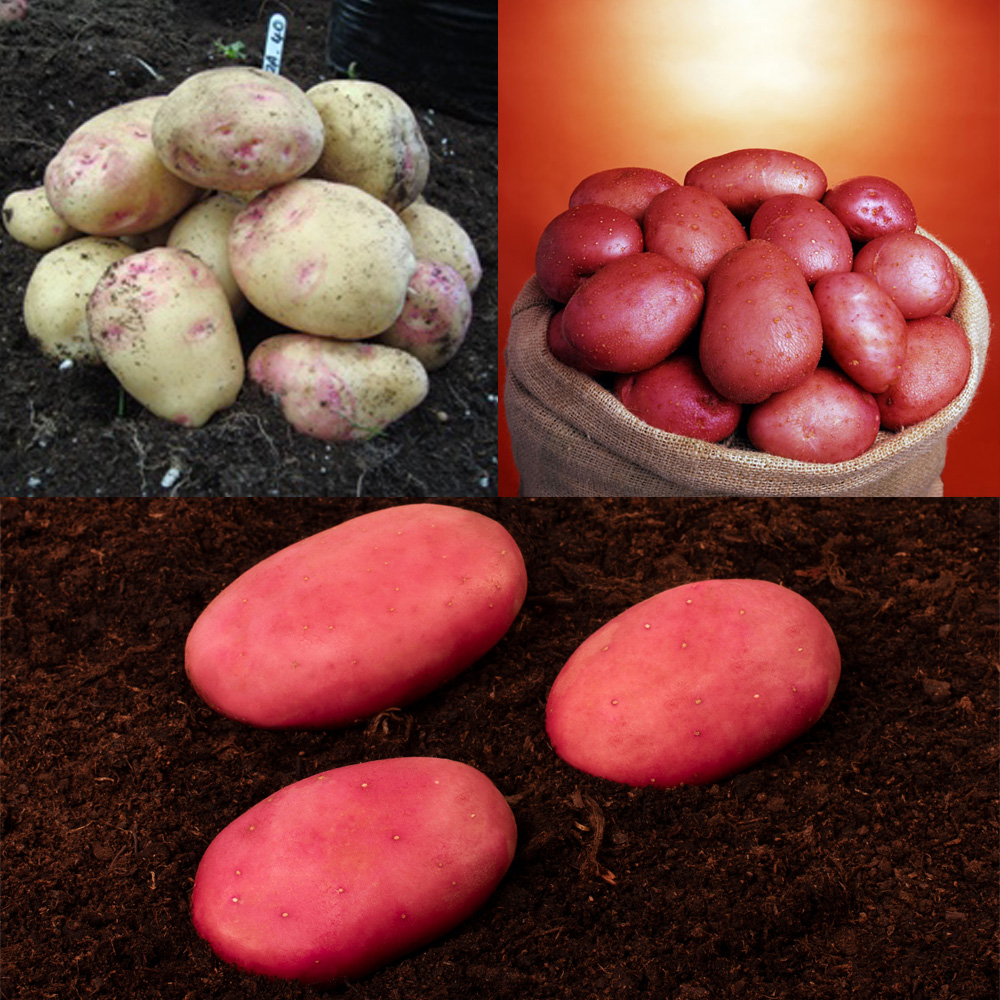 Disease Resistant Seed Potatoes   2.5kg each Cara, Java, Organic Setanta