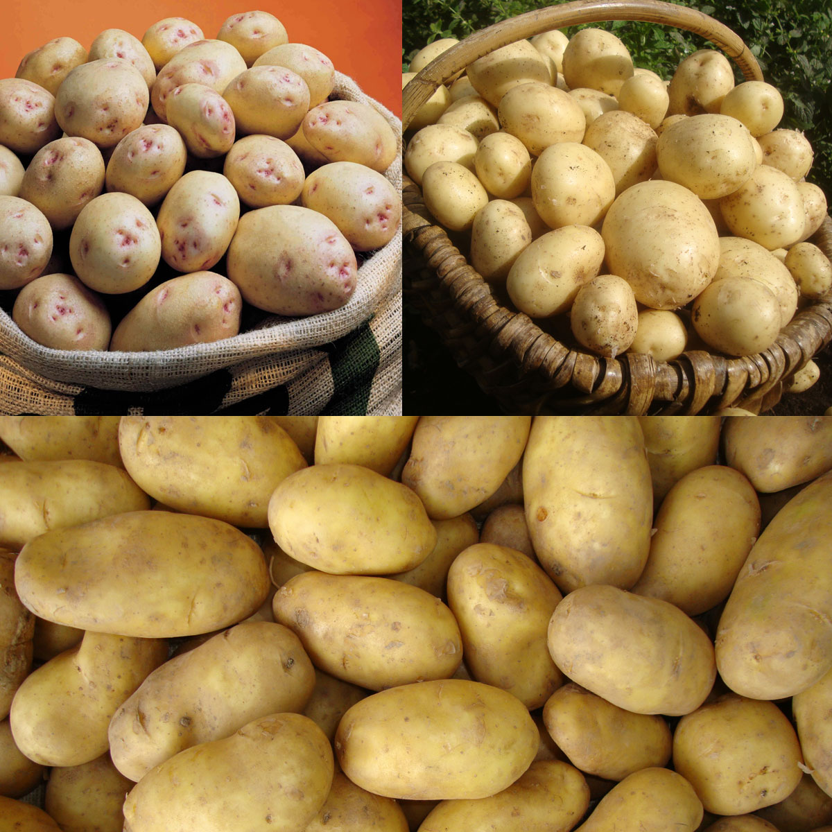 Potato All Season Tasty Collection 2.5kg each Casablanca, Cara   Charlotte