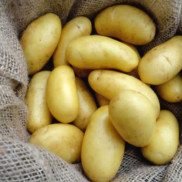 Potatoes Jazzy 2kg   Salad