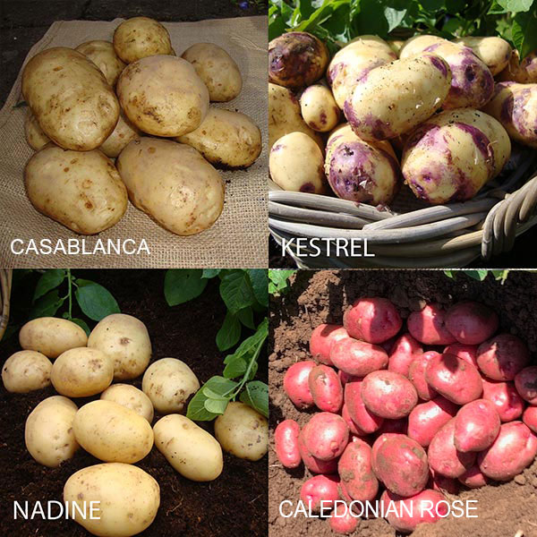 Potato Exhibitors Collection   JANUARY 2023 DELIVERY