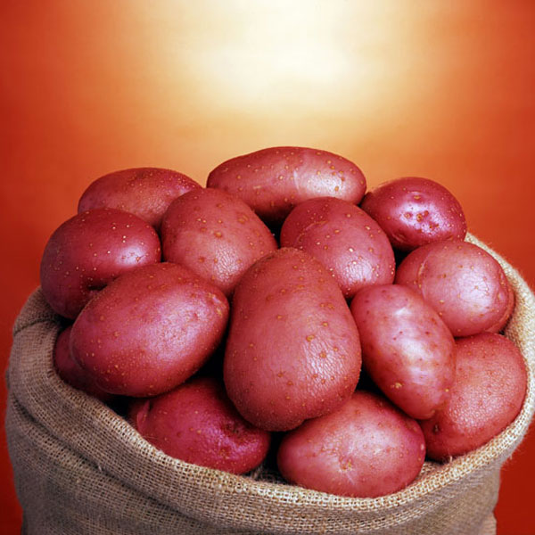 Potatoes Setanta   DELIVERY FROM JANUARY 2023