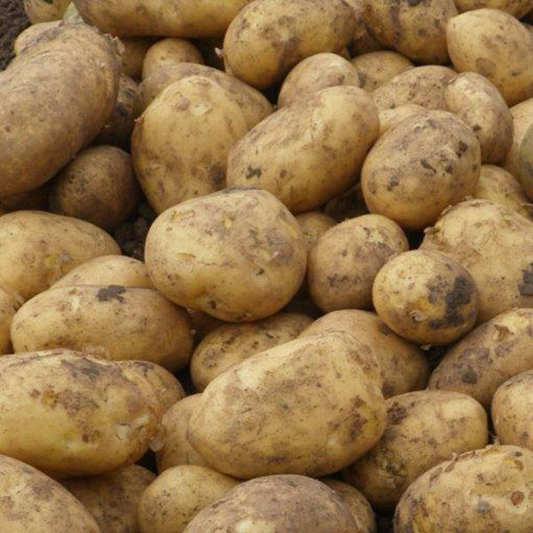 Potatoes Markies 2.5kg   Maincrop JANUARY DELIVERY