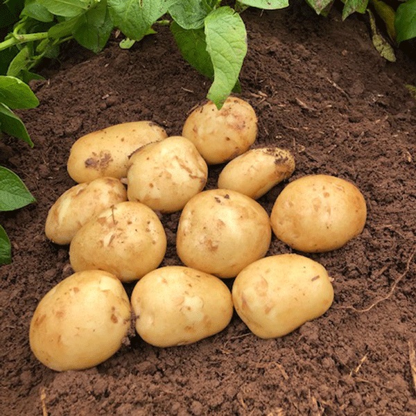 Potatoes Acoustic 2.5kg   Second Early   DELIVERY FROM FEB 2023