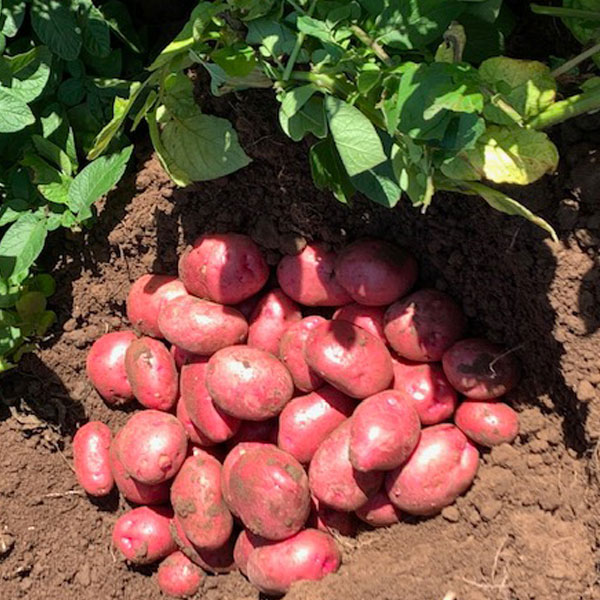 Potatoes Caledonian Rose 2.5kg   Maincrop   JANUARY 2023 DELIVERY