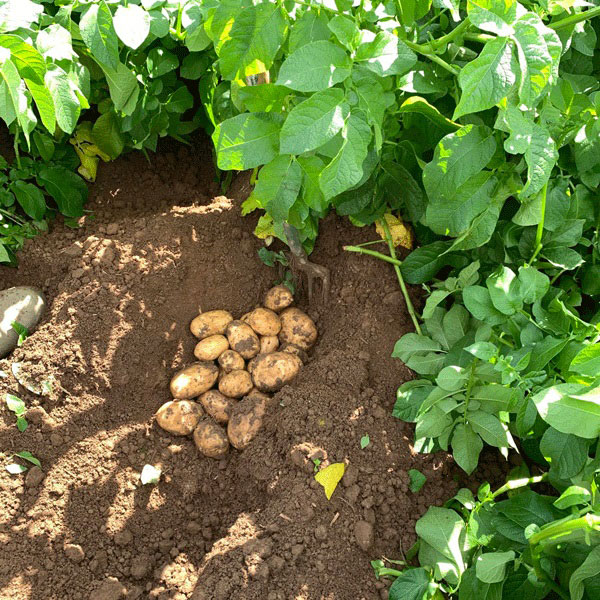 Potatoes Marvel 2.5kg   Maincrop   JANUARY 2023 DELIVERY