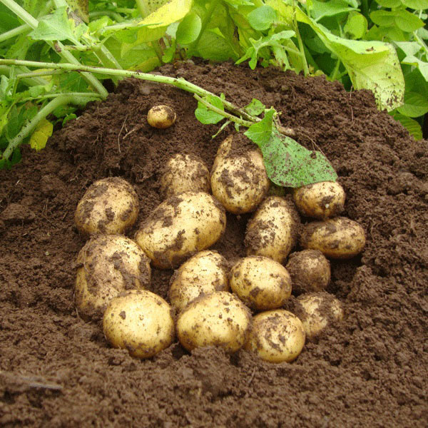Potatoes Premiere 2.5kg   DELIVERY FROM JANUARY 2023