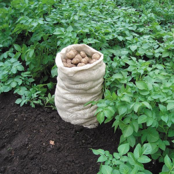 Potato Sacks   5 sacks
