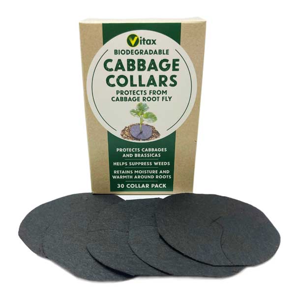 Cabbage Collars   60 Discs (Two Packs)