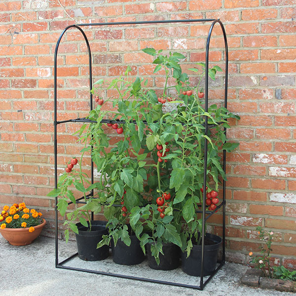 Tomato Growing Frame