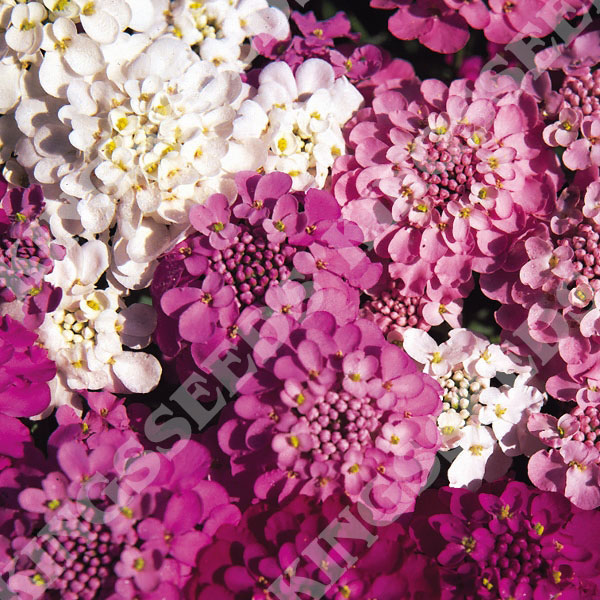 Candytuft Spangles