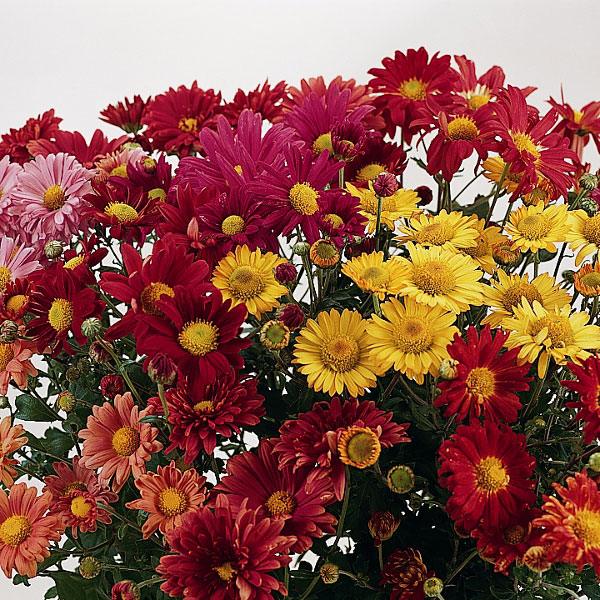 Chrysanthemum Korean Glorious Mixture