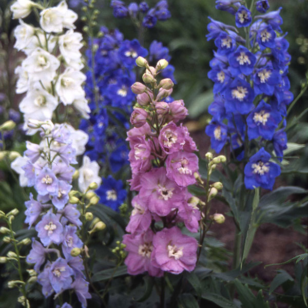 Delphinium Crown Special Mixed Seeds