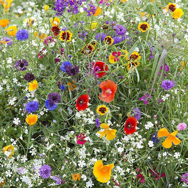 Hardy Annuals  Early Flowering Mix